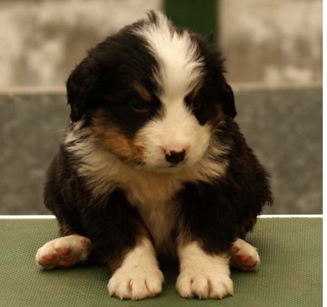 伯恩山犬